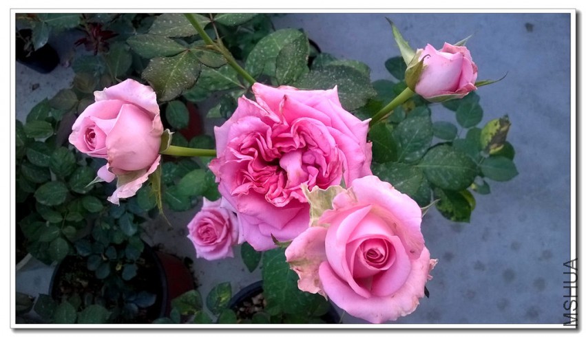 WP_20150402_003_����.jpg