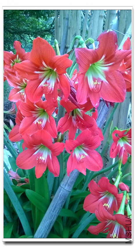 WP_20150330_017_����.jpg