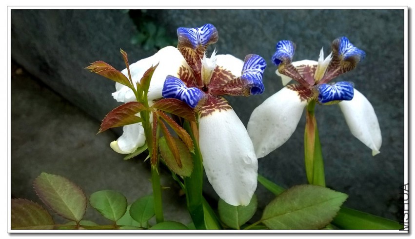 WP_20150408_011_����.jpg