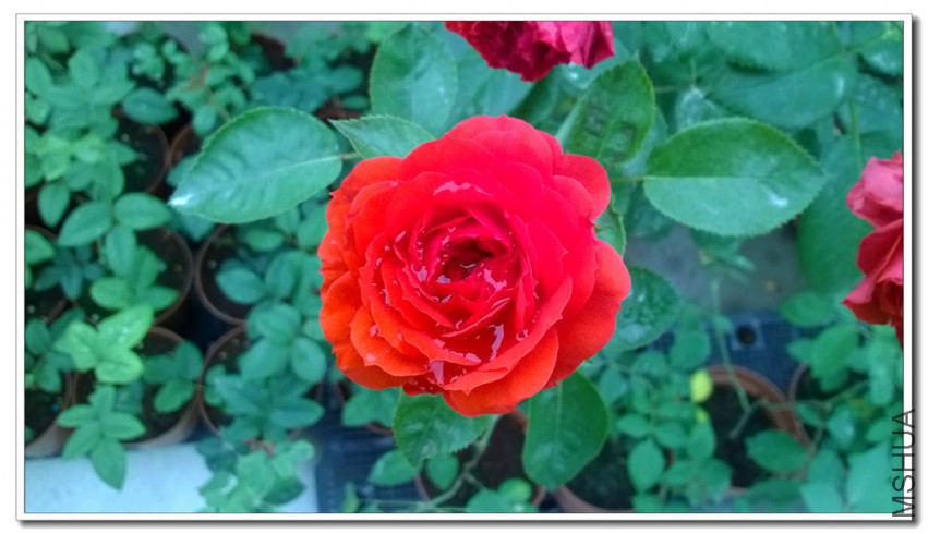 WP_20150408_016_����.jpg
