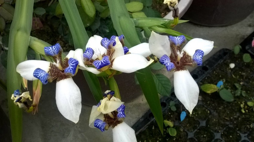 WP_20150409_001_����.jpg
