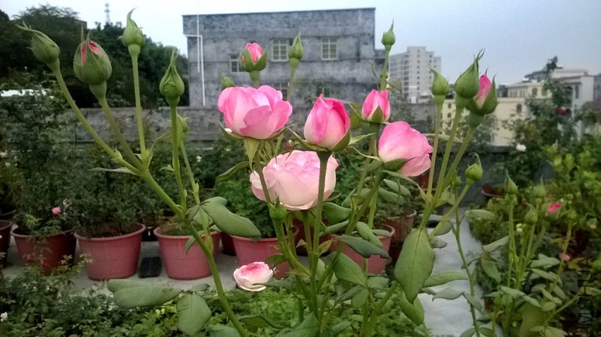WP_20150424_004_����.jpg