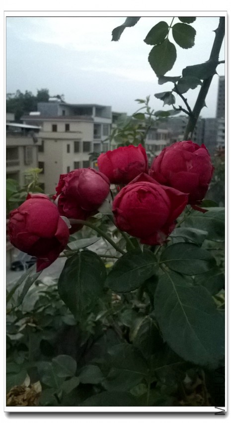 WP_20150424_011_����.jpg