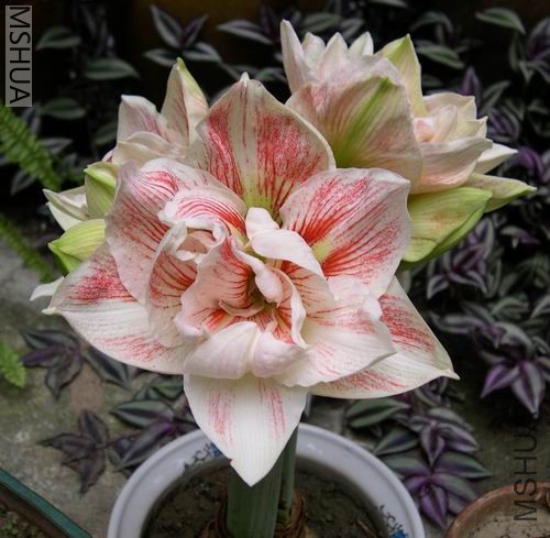 H.Macarena �����ȡ��꿨���ǡ�������ǣ�1�������죩.jpg