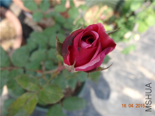 DSC07674.jpg
