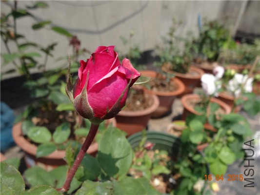DSC07675.jpg