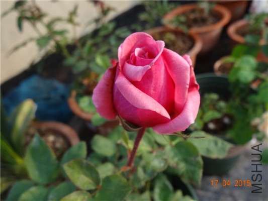 DSC07691.jpg