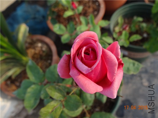 DSC07692.jpg