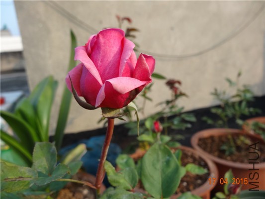 DSC07693.jpg