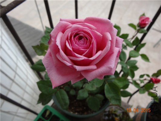 DSC07785.jpg