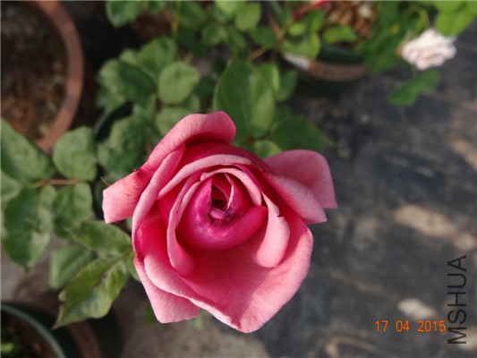 DSC07762.jpg