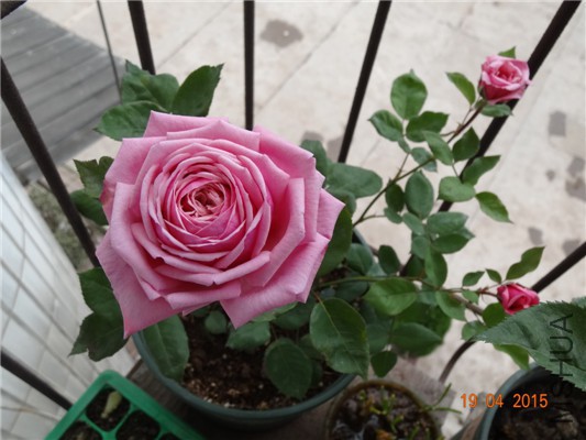 DSC07894.jpg