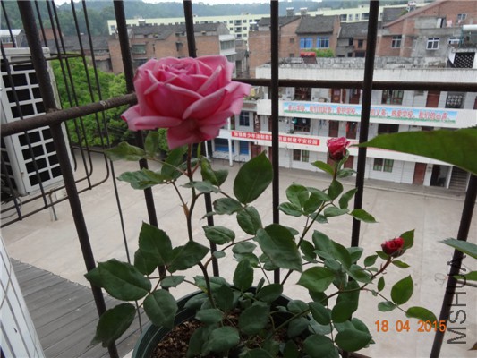 DSC07786.jpg
