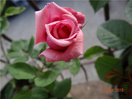 DSC07938.jpg