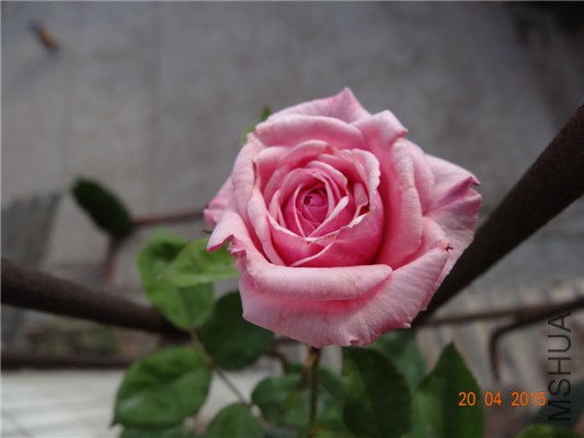 DSC07937.jpg