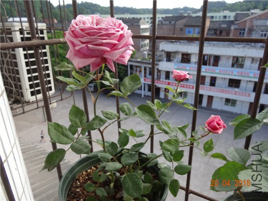 DSC07939.jpg
