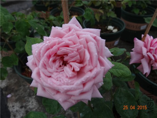 DSC08203.jpg