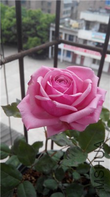 IMG_20150418_140231.jpg