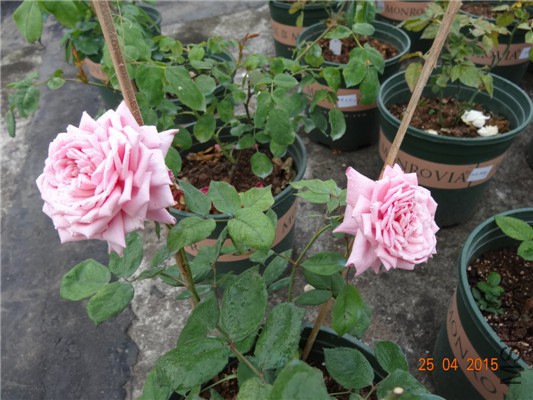 DSC08204.jpg
