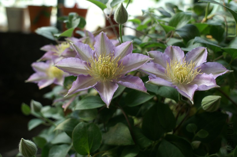 PICT4415.jpg