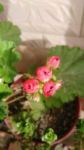 IMG20150423082318.jpg