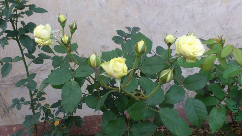 ������С DSC_0878.JPG