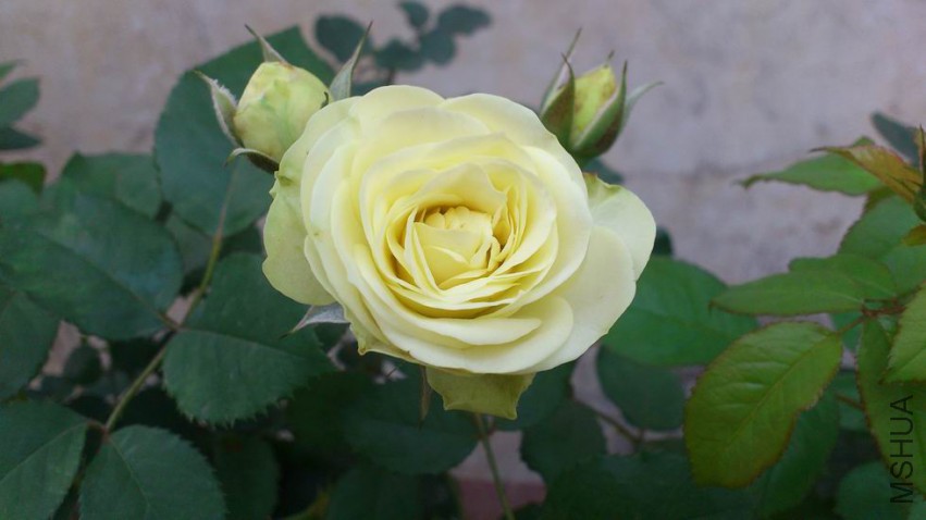 ������С DSC_0879.JPG