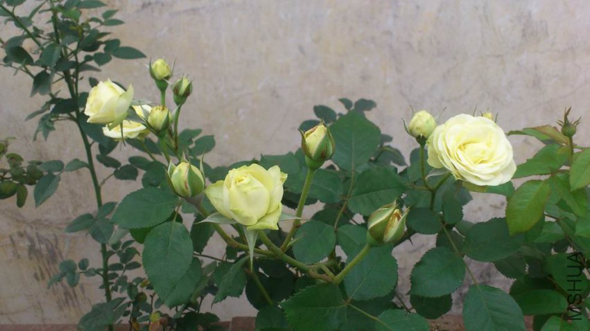 ������С DSC_0892.JPG