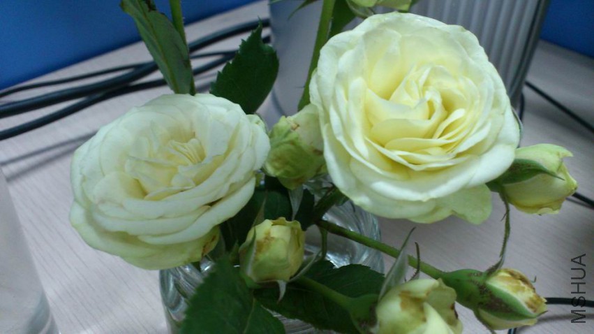 ������С DSC_0921.JPG