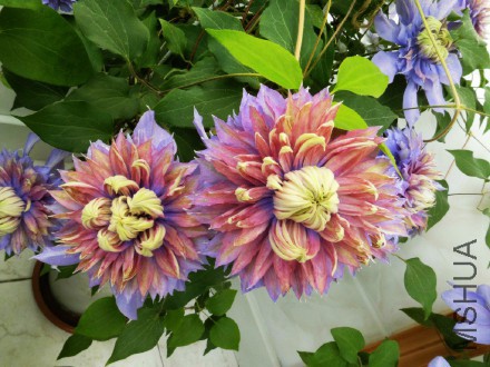 15.4.26̫��һֱ�ܺ�
