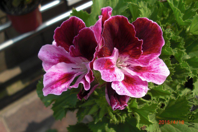 CIMG8320.JPG