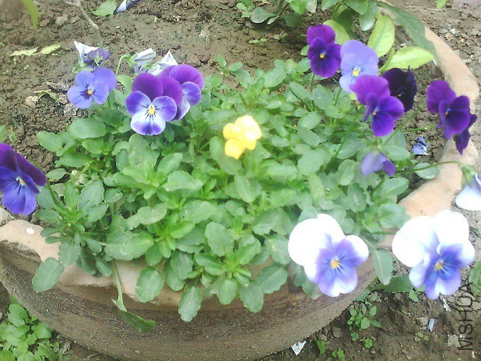 IMG0738A.jpg