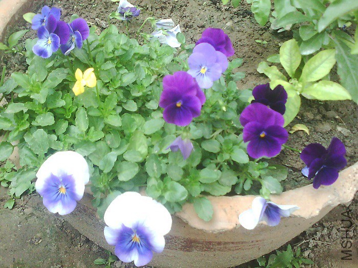 IMG0740A.jpg