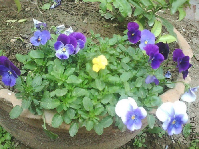 IMG0739A.jpg