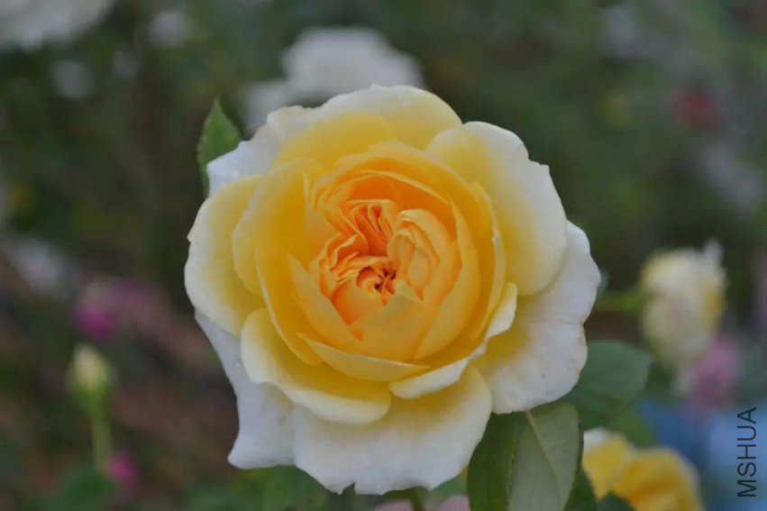psb (22).jpg