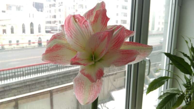 IMG_0252.JPG