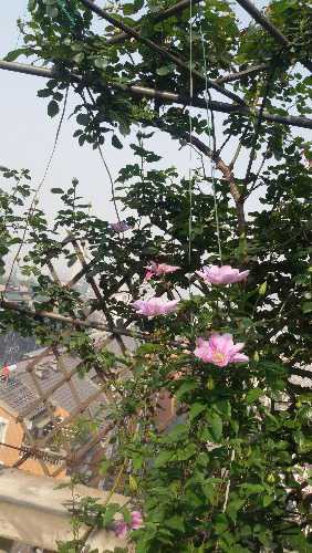 20150425_084412.jpg
