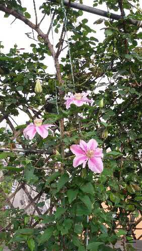 20150424_073534.jpg