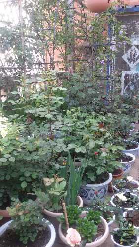 20150425_082353.jpg
