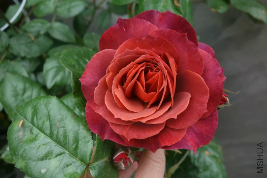 psb (4).jpg