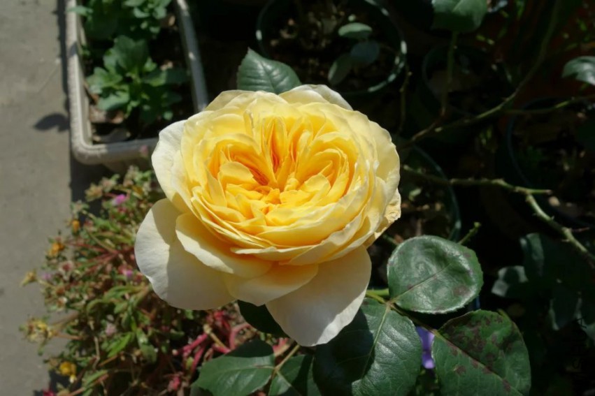 psb (7).jpg