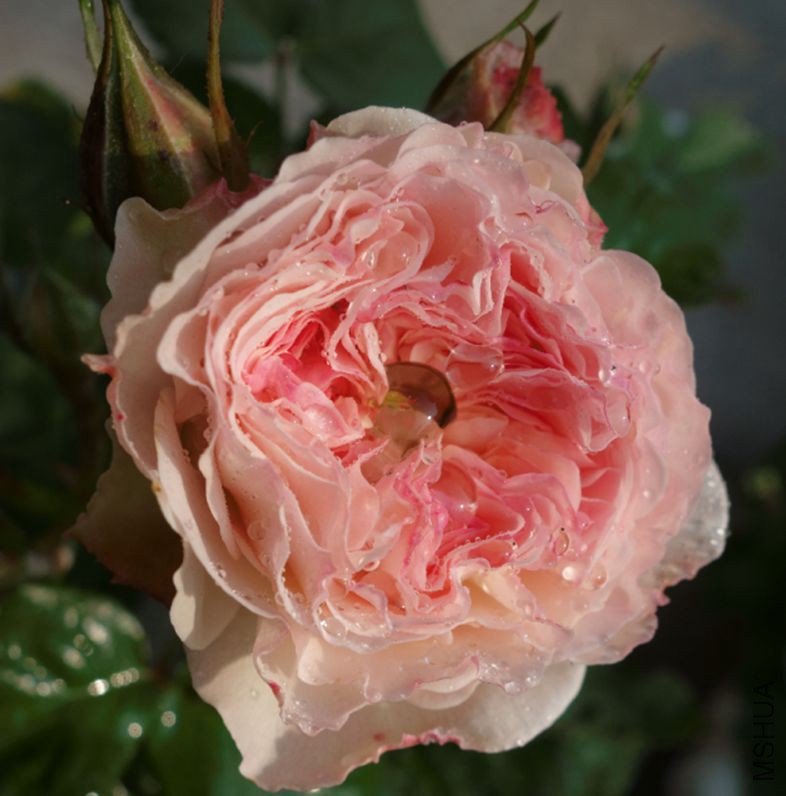 psb (9).jpg