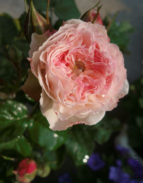 psb (10).jpg