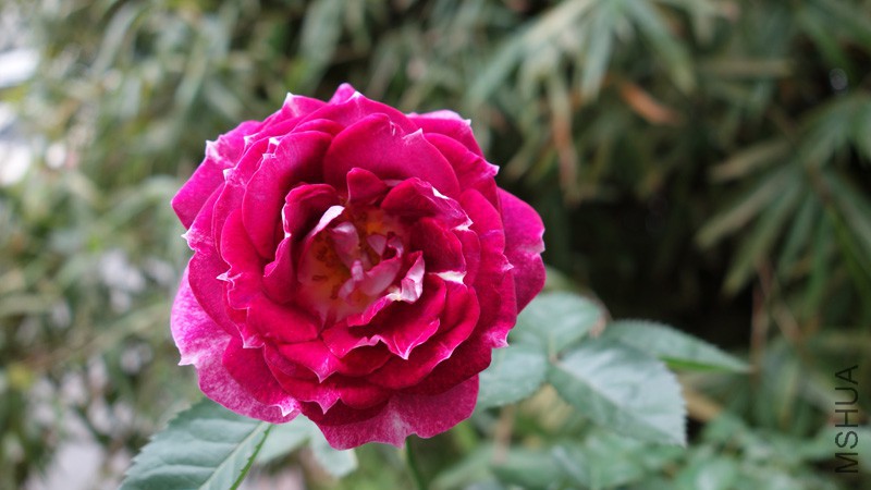 DSC06302.jpg