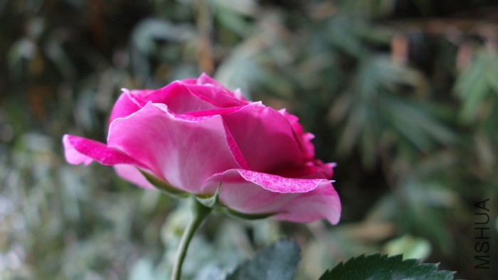 DSC06307.jpg