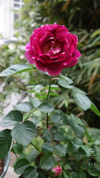 DSC06303.jpg