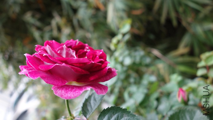 DSC06308.jpg