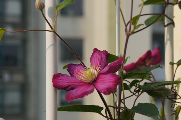 DSC01217.JPG