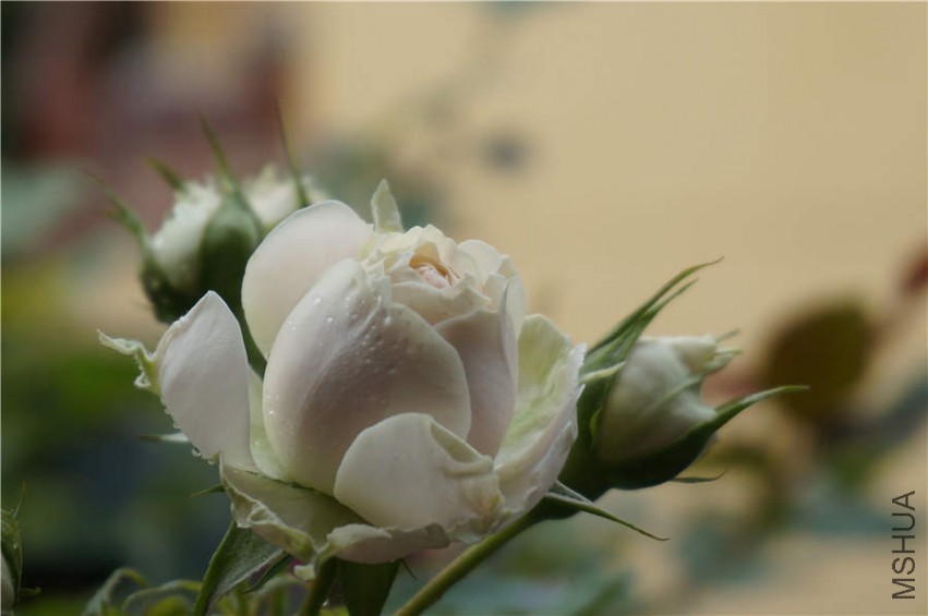 DSC02158.jpg