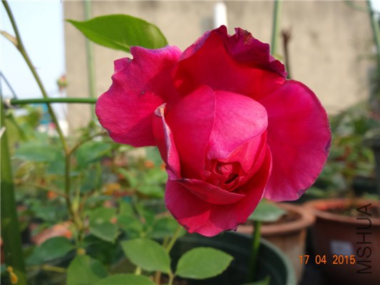 DSC07725.jpg